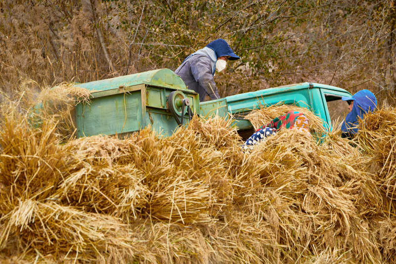 秋天农民给丰收的稻谷做机械脱壳图片