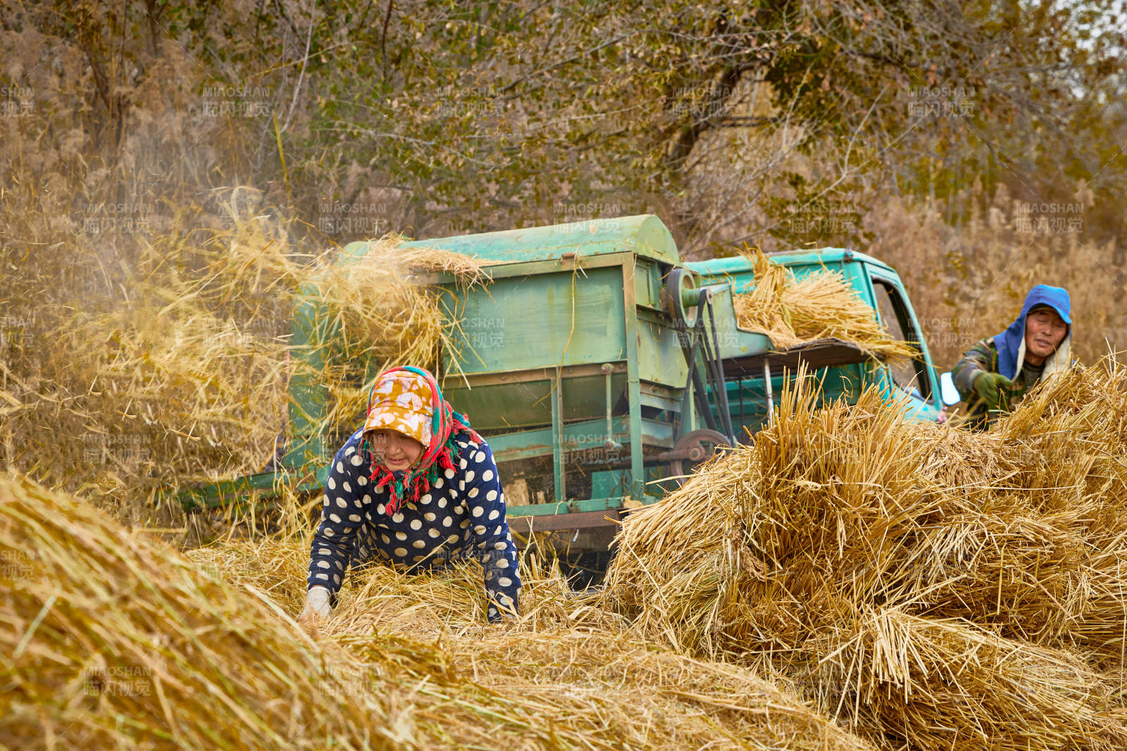 秋天农民给丰收的稻谷做机械脱壳图片