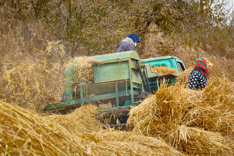 秋天农民给丰收的稻谷做机械脱壳图片