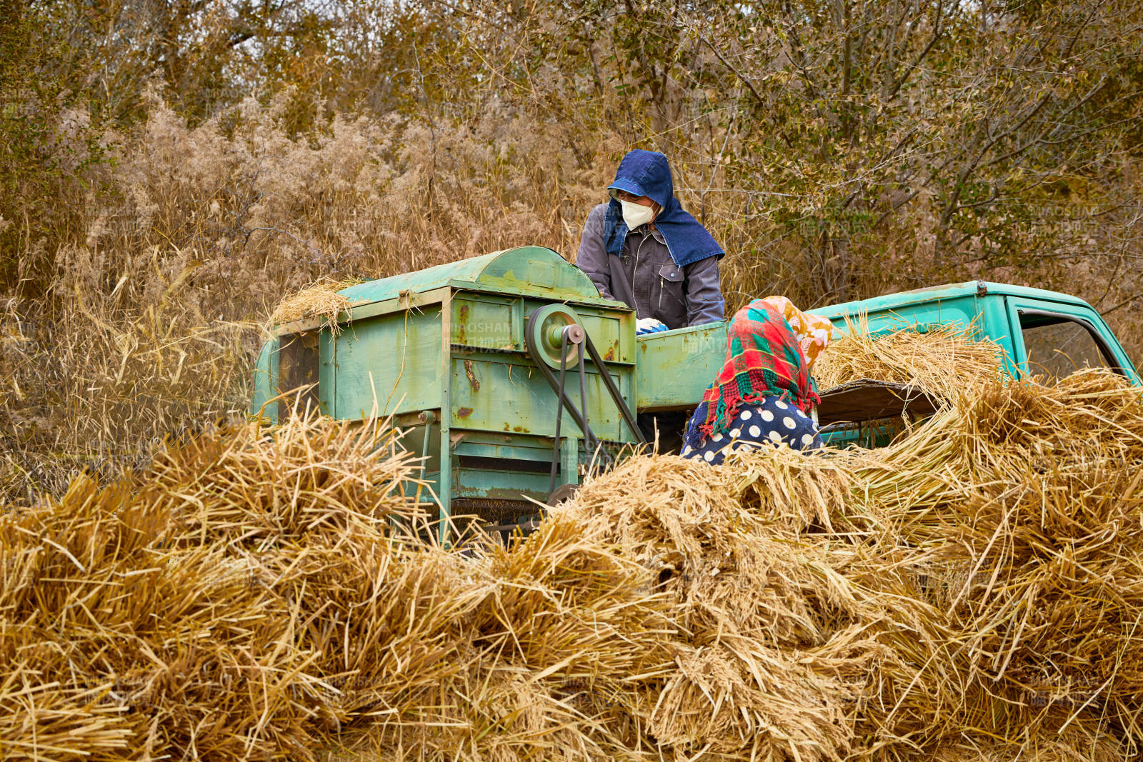 秋天农民给丰收的稻谷做机械脱壳图片
