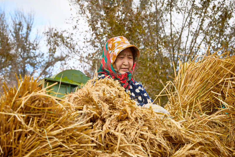 秋天农民给丰收的稻谷做机械脱壳图片