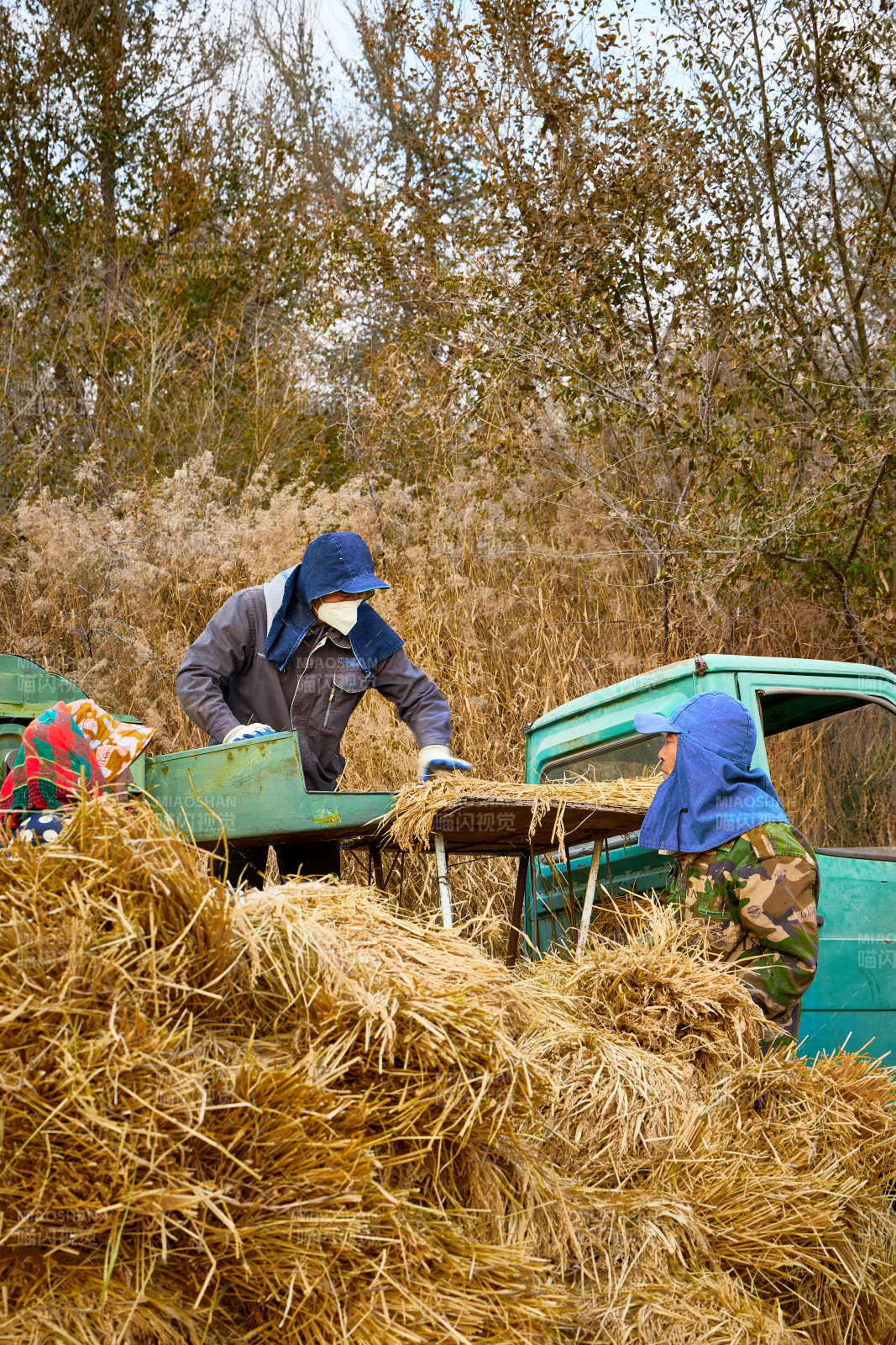 秋天农民给丰收的稻谷做机械脱壳图片
