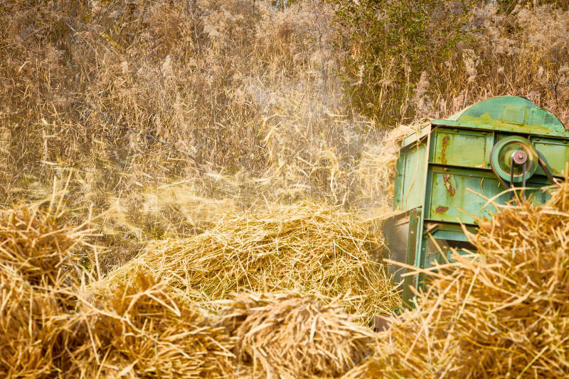 秋天农民给丰收的稻谷做机械脱壳图片