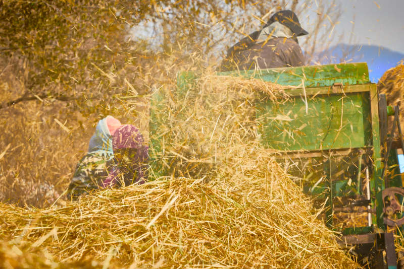 秋天农民给丰收的稻谷做机械脱壳图片
