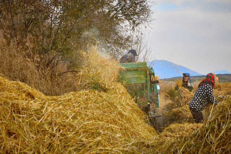 秋天农民给丰收的稻谷做机械脱壳图片
