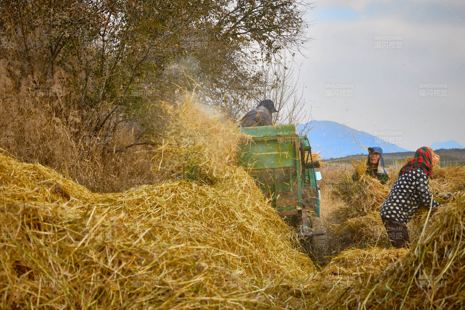 秋天农民给丰收的稻谷做机械脱壳图片