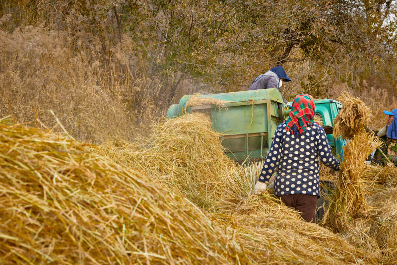 秋天农民给丰收的稻谷做机械脱壳图片