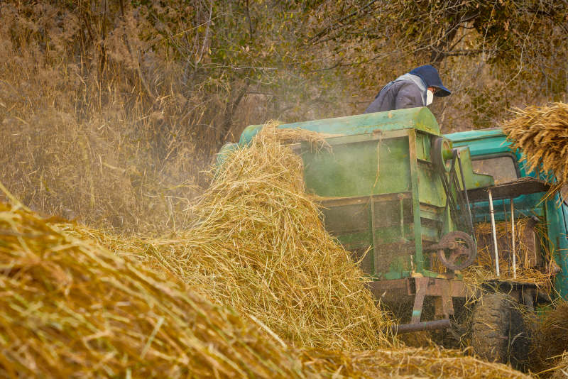 秋天农民给丰收的稻谷做机械脱壳图片