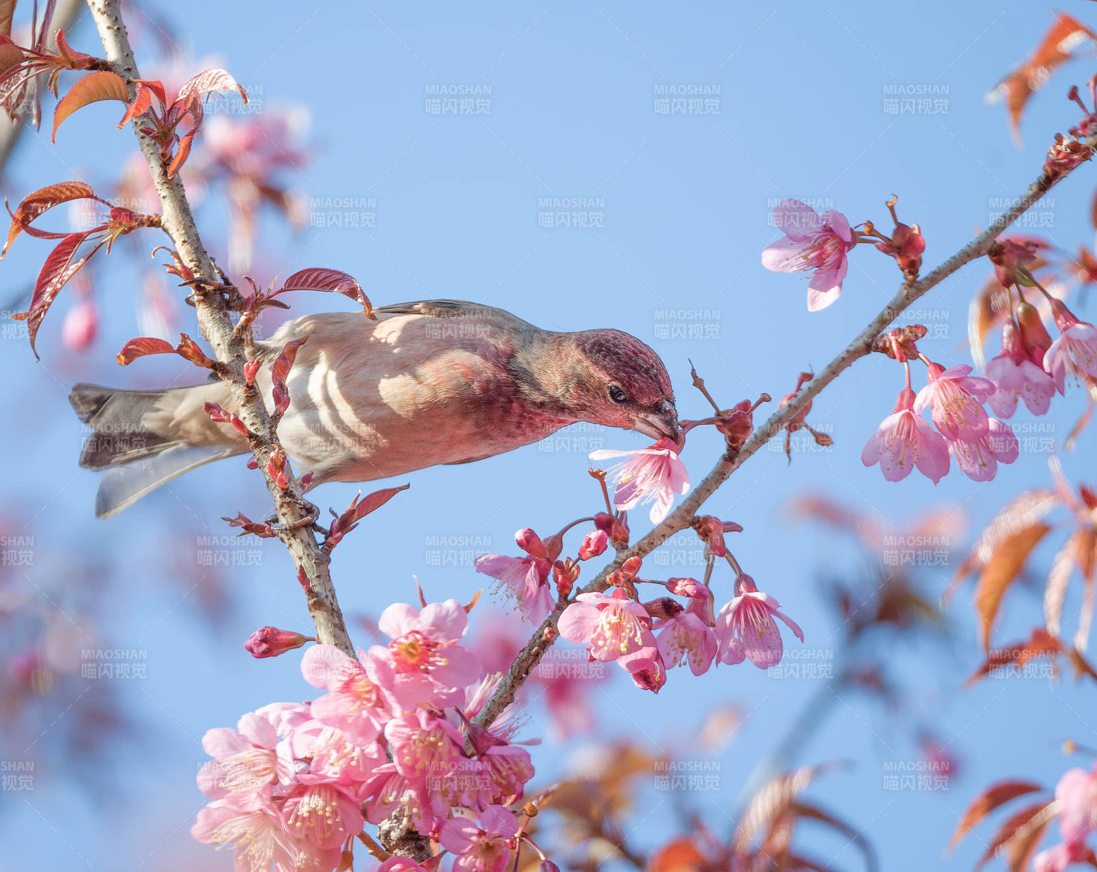 樱花鸟语春光图片
