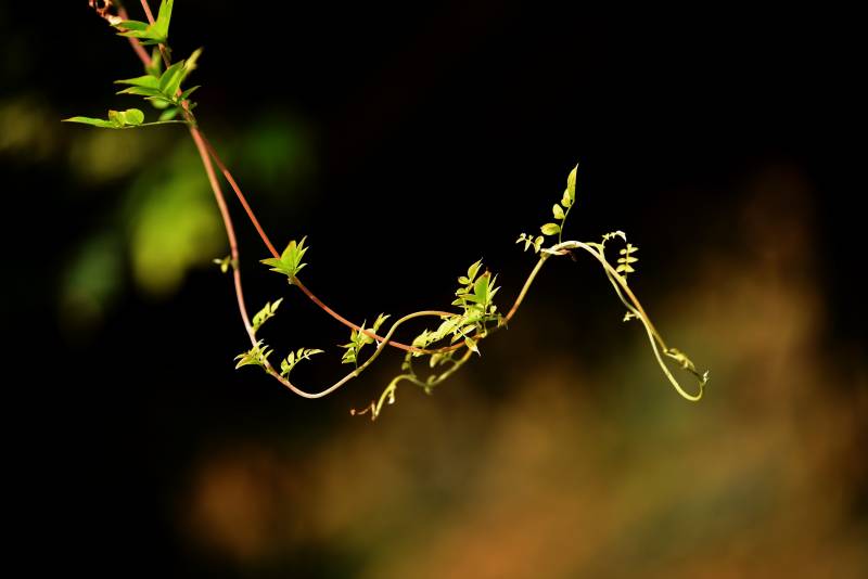 藤蔓轻舞图片