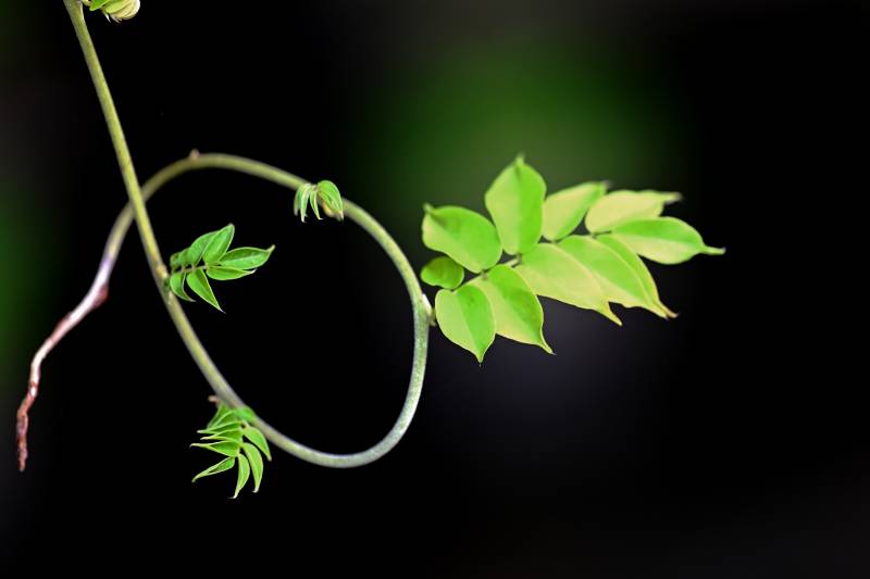 嫩绿新芽展生机图片