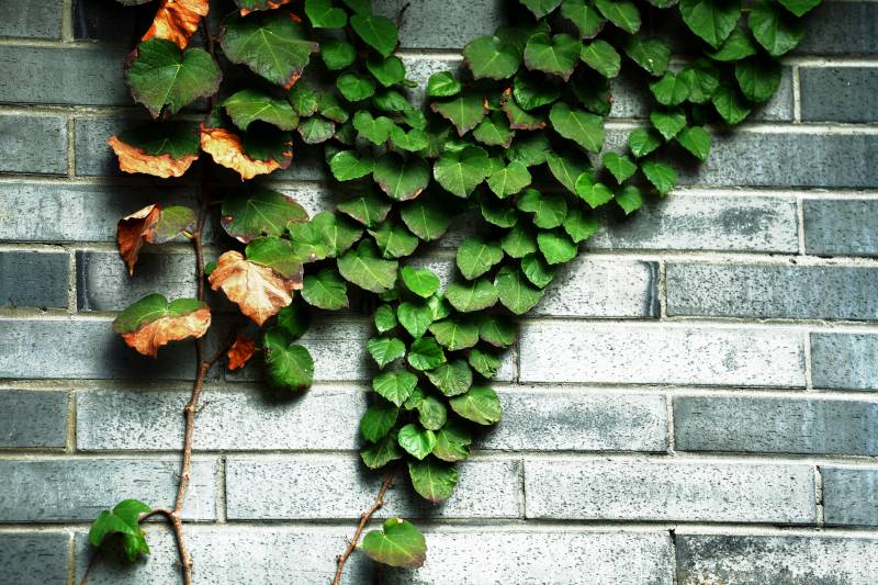 藤蔓攀墙绿意浓图片