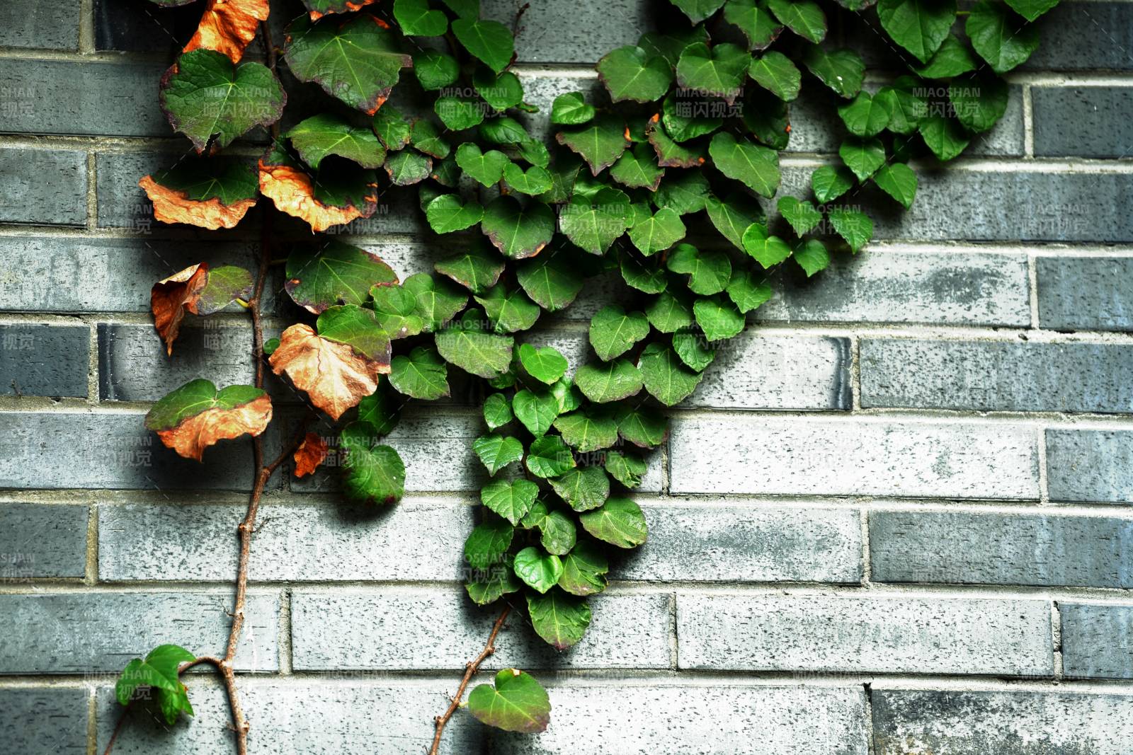 藤蔓攀墙绿意浓图片