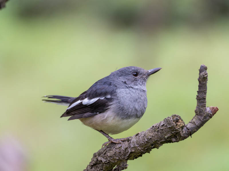 灰背鸟栖枝头图片
