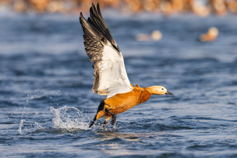 赤麻鸭振翅起飞图片
