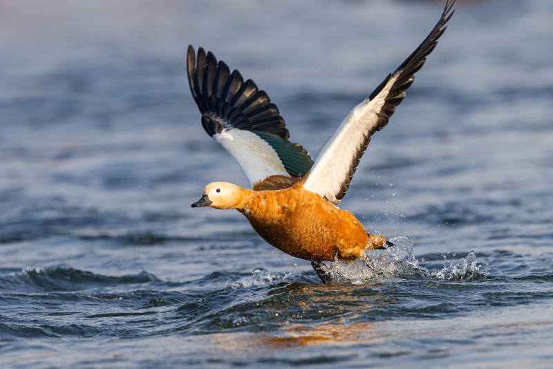 飞翔的赤麻鸭图片