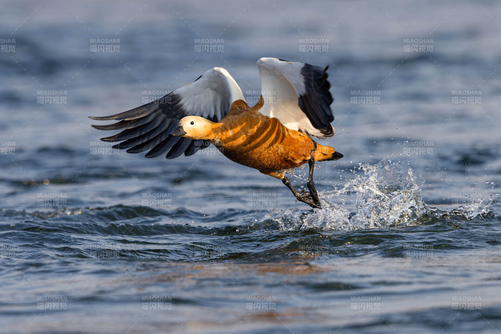 飞翔的鸭子图片