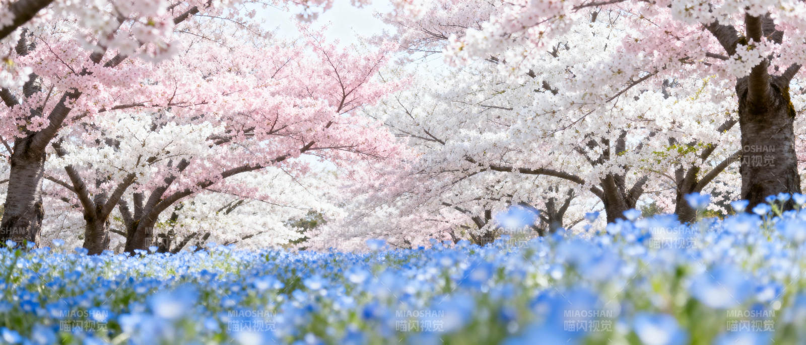 樱花与蓝花共舞图片