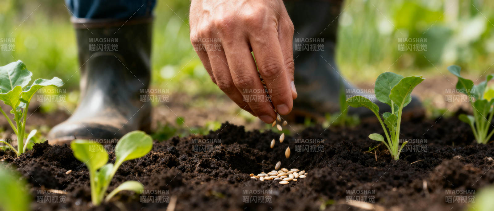 亲手种下希望图片