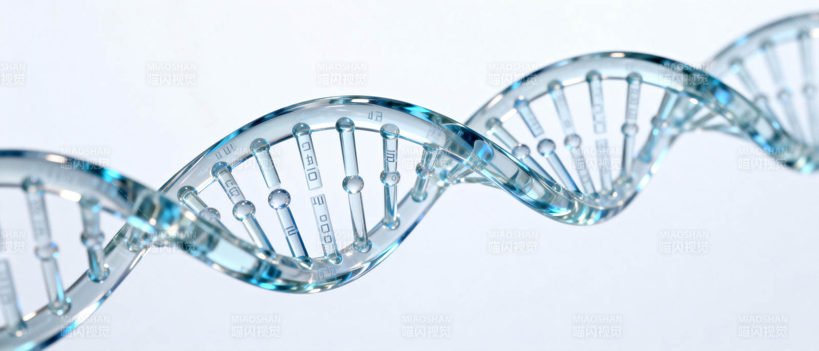 DNA双螺旋结构图片