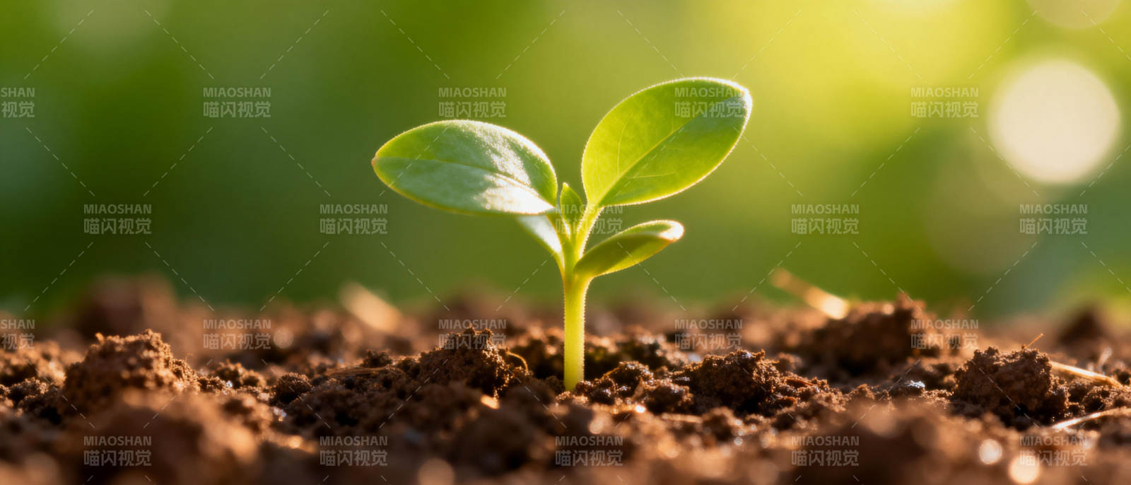 嫩芽破土而出图片