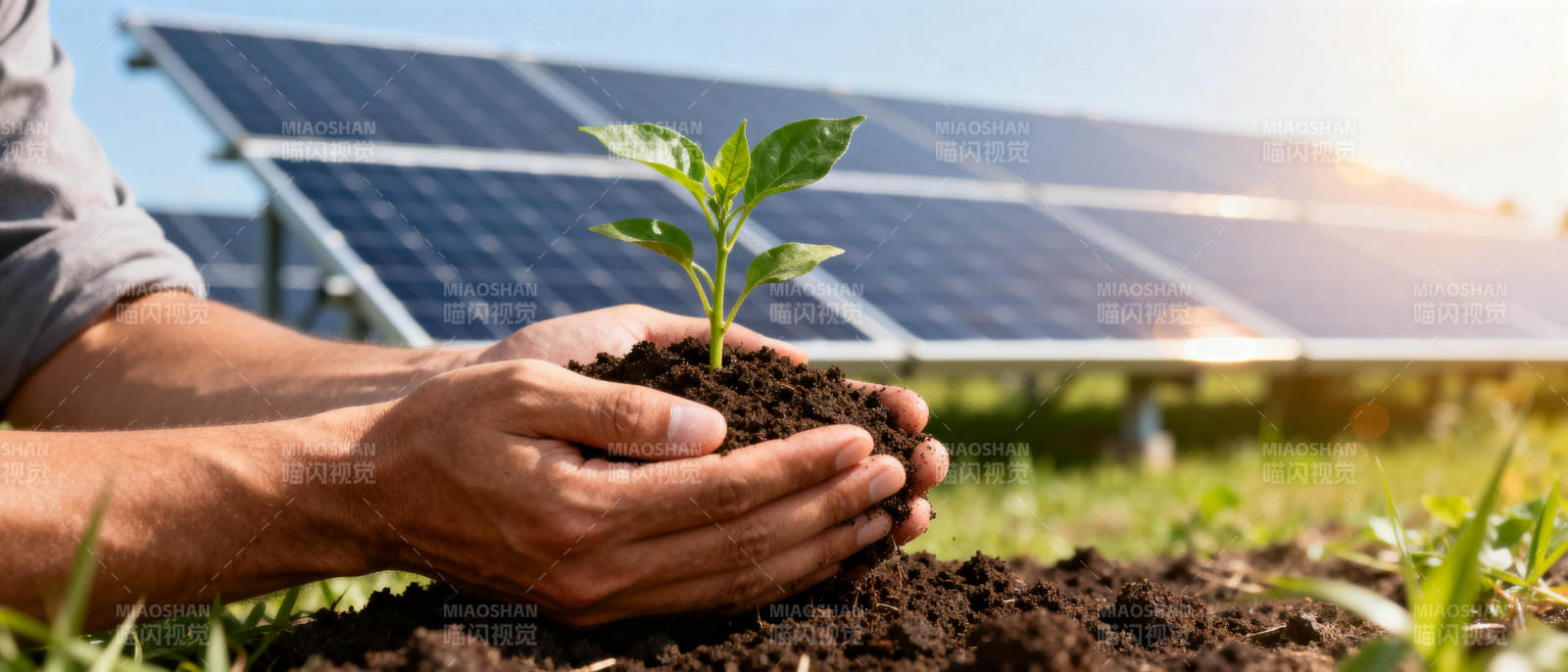 绿能育苗 希望之光图片