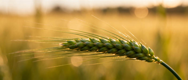 金秋麦穗迎风摇图片