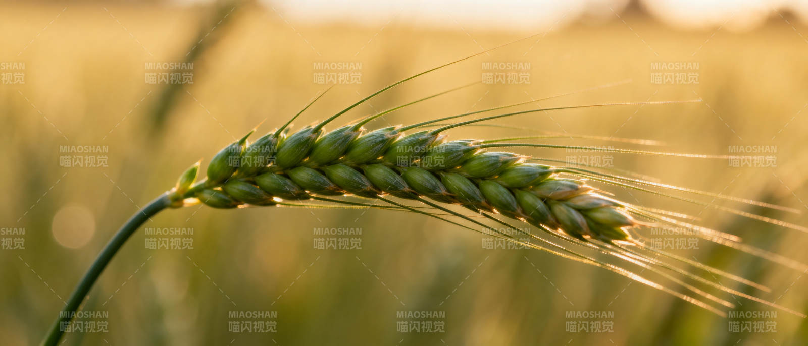 金穗迎风摇曳图片