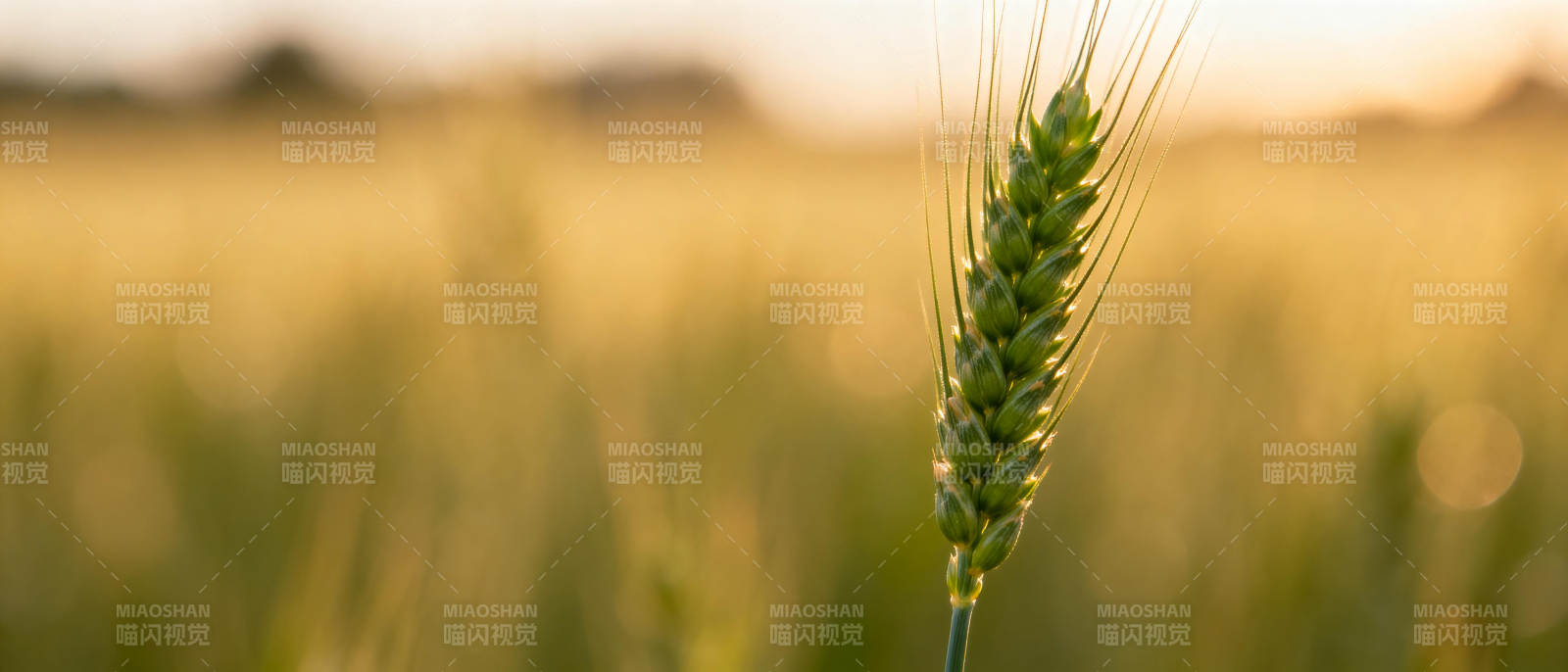 金秋麦穗迎朝阳图片