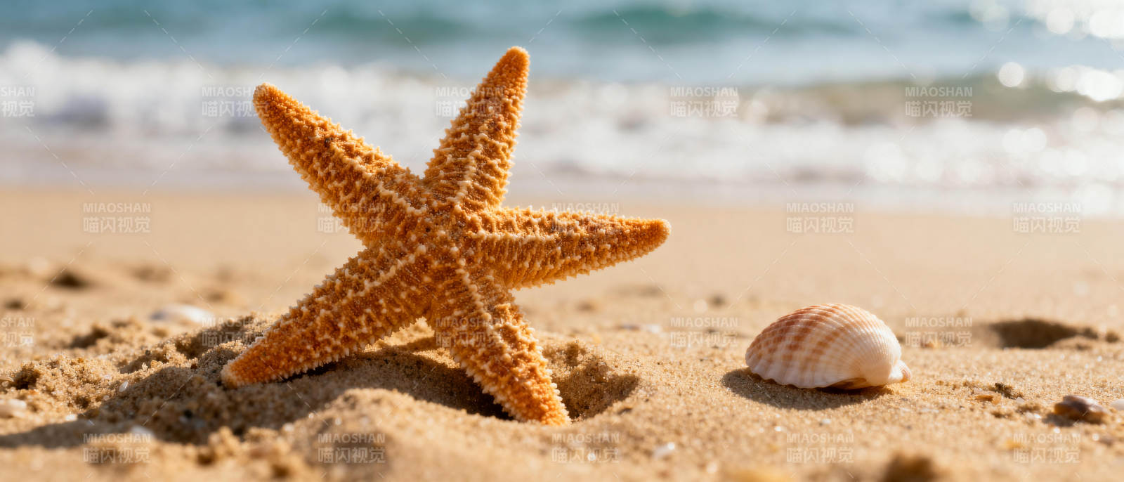 沙滩上的海星与贝壳图片