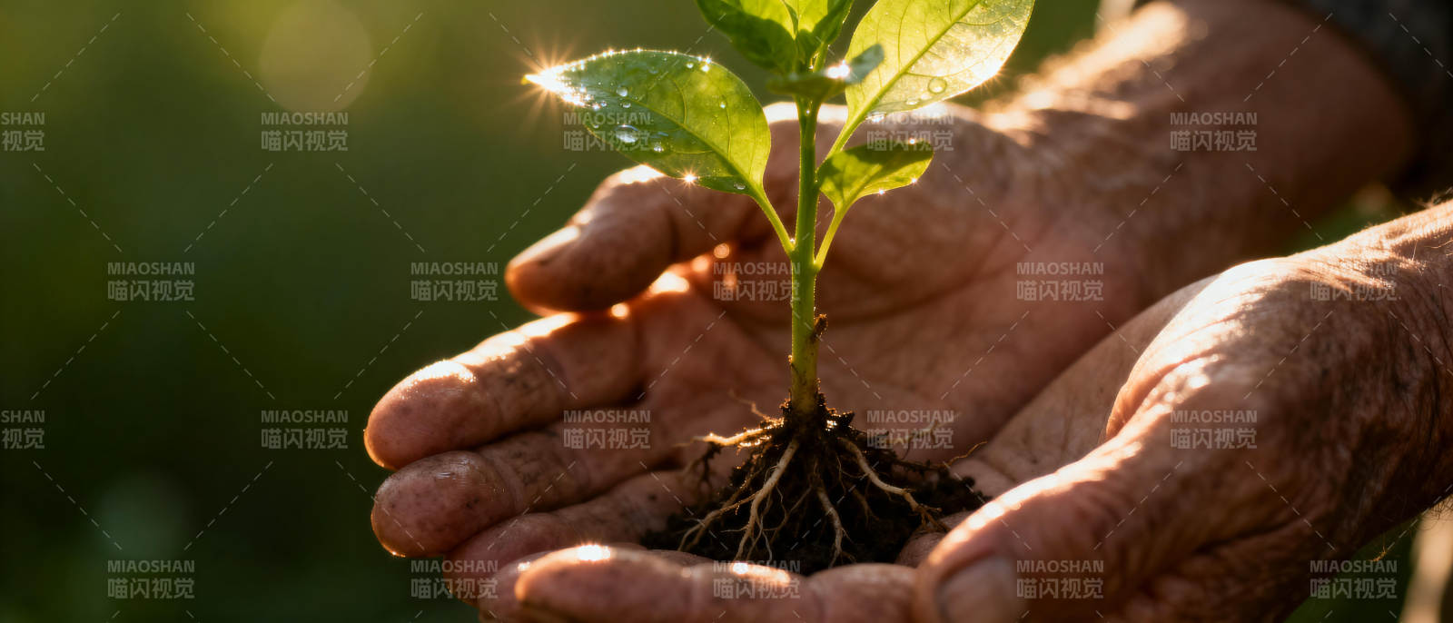双手托起新绿图片