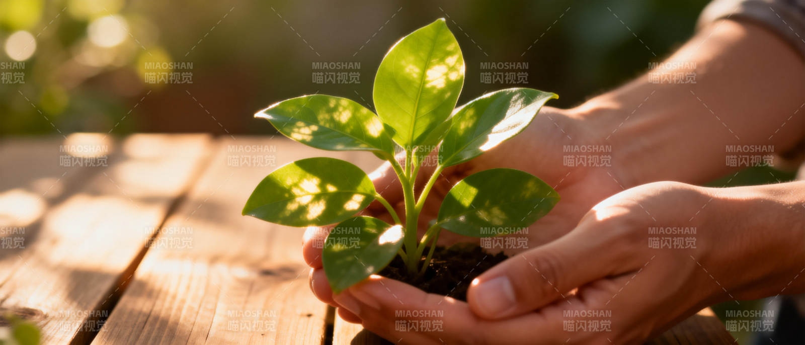 双手捧着绿植幼苗图片
