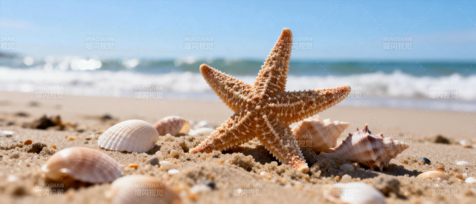 沙滩上的海星与贝壳图片