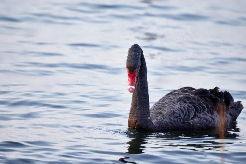 野外湖泊中美丽的黑天鹅图片