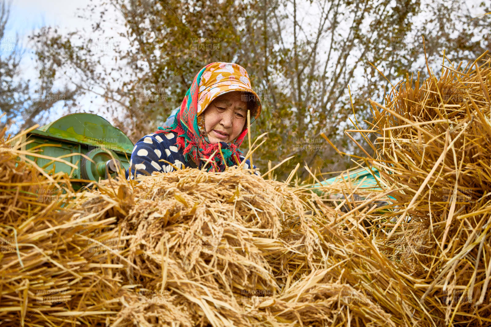 秋天农民给丰收的稻谷做机械脱壳图片