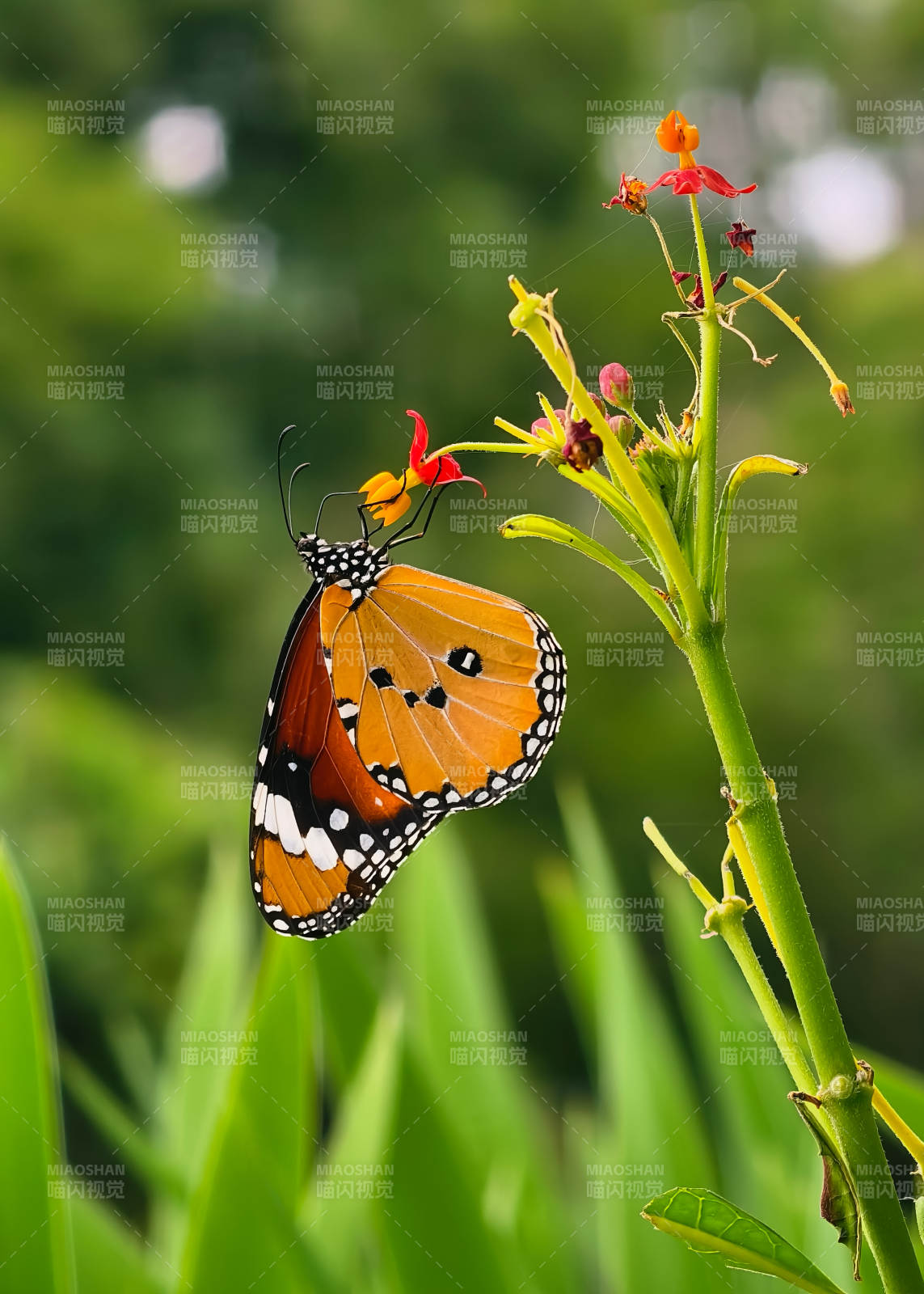 橙蝶栖花 绿意盎然图片