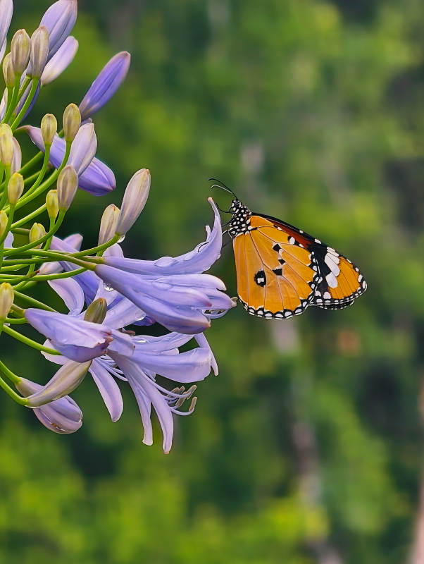 蝶舞紫花间图片