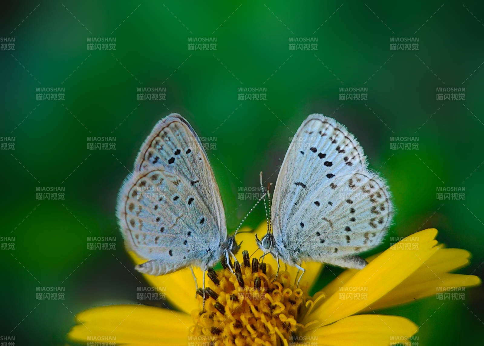 双蝶共舞花间图片