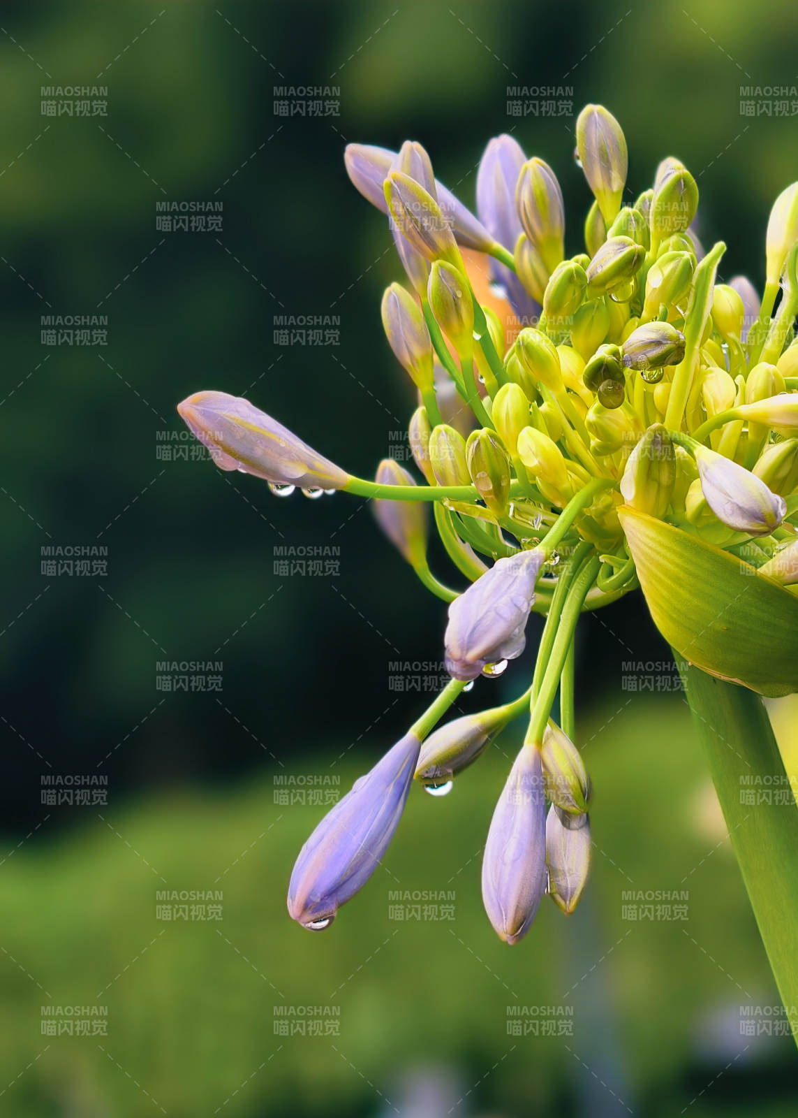 雨后花蕾滴露珠图片