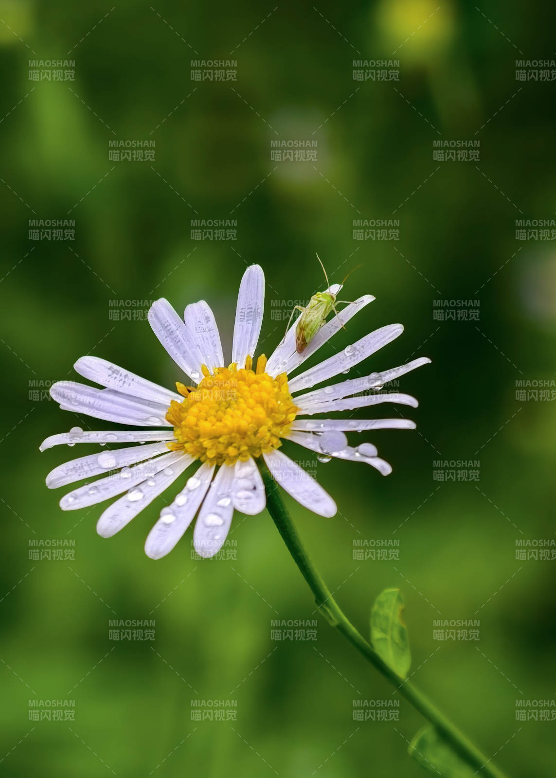 露珠花上的小虫图片