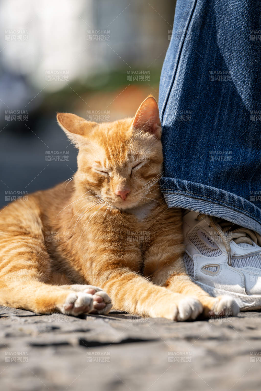 猫咪依偎人脚边图片