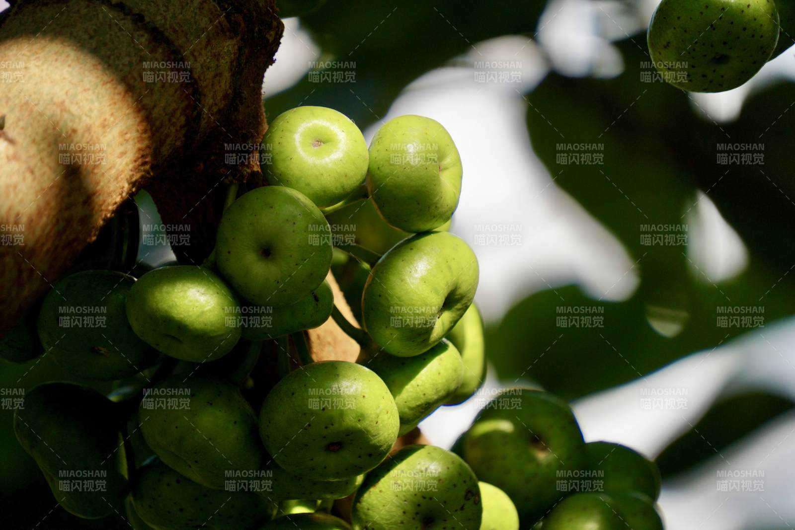 青果挂枝头图片