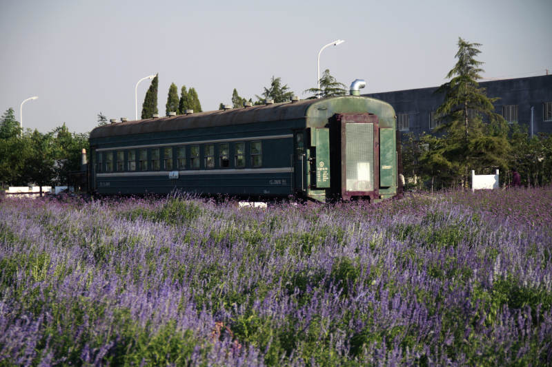 紫花丛中的老火车图片