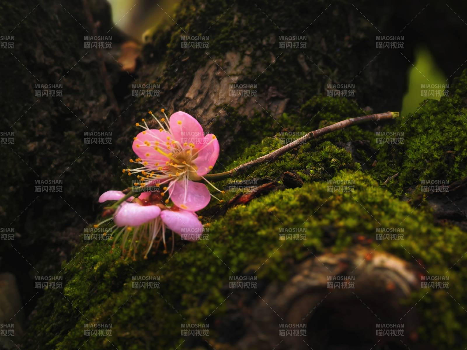 樱花绽放于青苔间图片