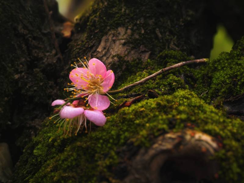 樱花绽放于青苔间图片