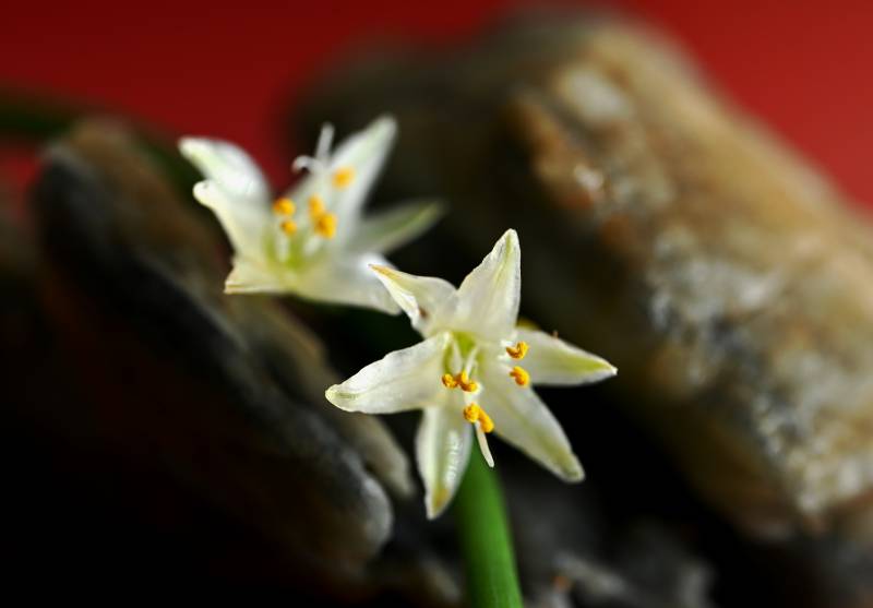 微距镜头里的吊兰小花图片