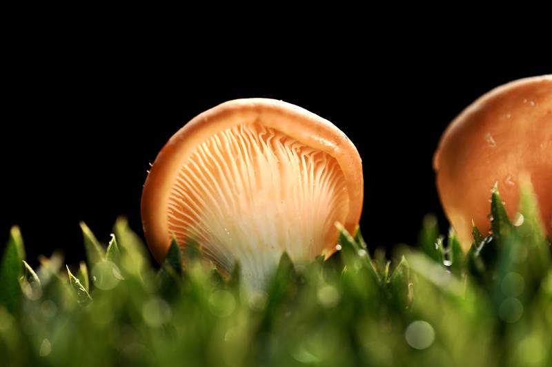 微距镜头里的微小菌菇图片