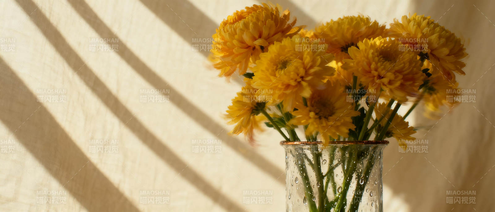 阳光下的菊花图片