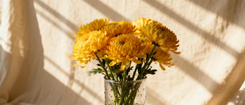 阳光下的黄菊图片