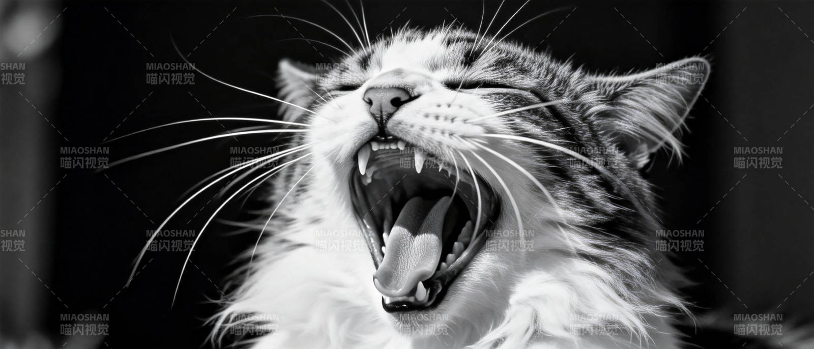 猫的咆哮瞬间图片